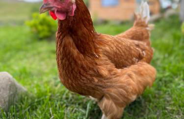 Borthwick Farm Cottage Pottery - Foto 14