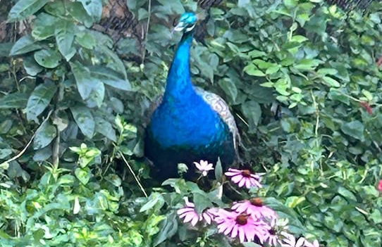 Belvedere Summer House - Foto 47