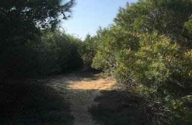 Villa Anastasia! in STROFYLIA pine FOREST!!! - Foto 14