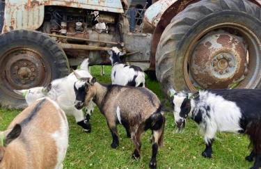 Willow Court Farm Studio East & Petting Farm, 8 mins to Legoland & Windsor, 15 mins to Lapland UK - Foto 32