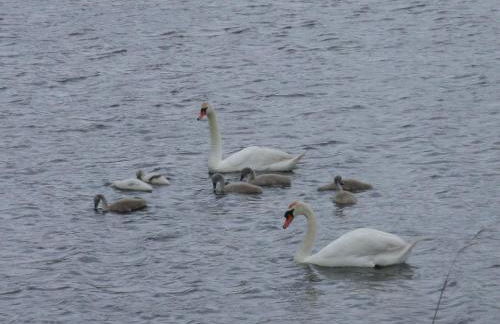 Haus Sonnenhof am Dollart 45240 - Foto 16