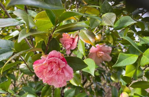 Charming Garden Retreat in Pedrogao Grande - Foto 25