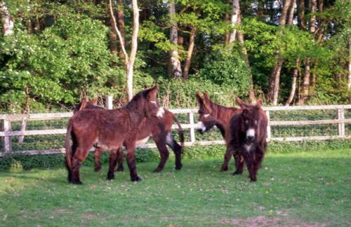 Haus Janina - Foto 13