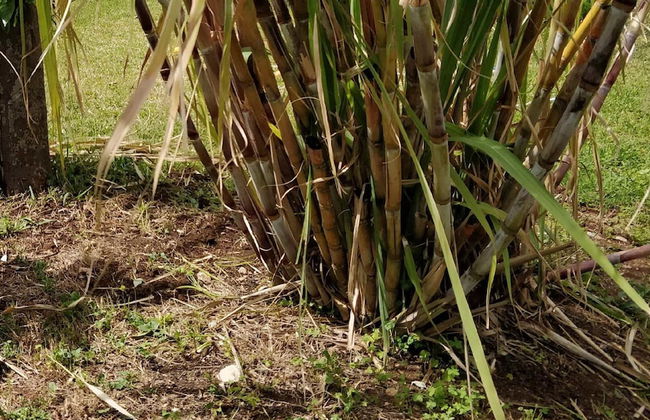 Casale Della Pergola With Cottage Sugarcane Pool - Foto 46