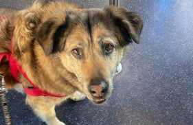 Laghi di Como appartamento di Licinia e Mario - Foto 13