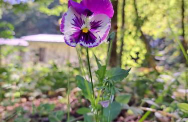 Ferienhaus Rehblick - direkt in der Natur, mit Lesezimmer und zwei Terrassen - Foto 44