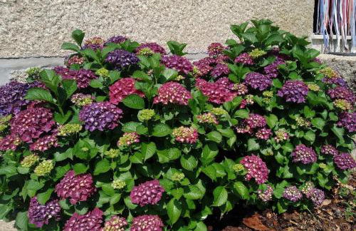 Casa do Reguengo, Freigil - Foto 2