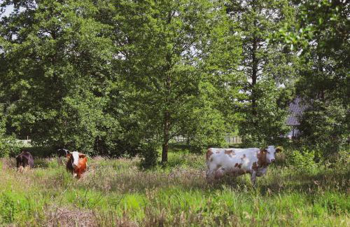 Oaza Święty Spokój - domek z balią i jacuzzi - Foto 32