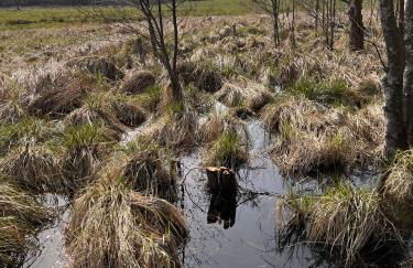 Moorhuus - Paradies am Wilden Moor - Foto 20