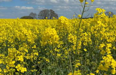 Reetdachhaus in Seenähe, Ruhige Lage, Kamin & Terrasse - Foto 37