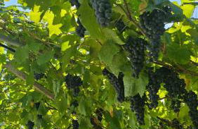 Agritur Gasadòr - Foto 30