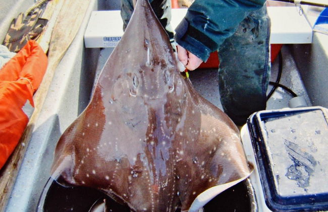 Holiday Home in EidsvÃ¥g - Foto 38