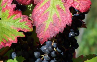 Bed & Breakfast Sandra Müller - Foto 11