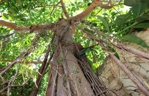 Il GIARDINO della FALENA - Foto 11