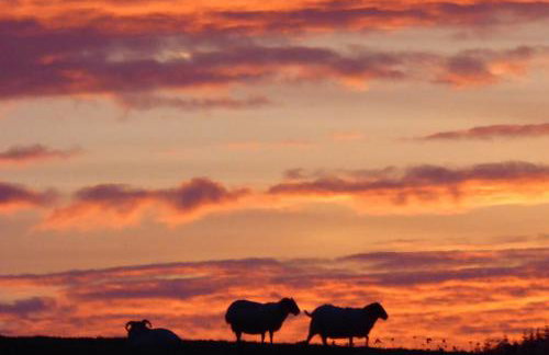 Rusko Stables - Foto 17