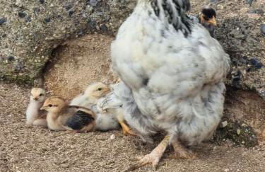 Tantulia la casita del Caballo - Foto 49