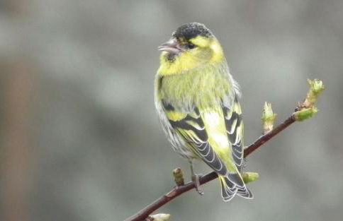 Drumguish Cottage - Foto 75