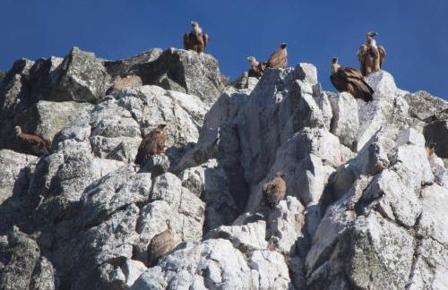 Sierra De Monfrague - Foto 19