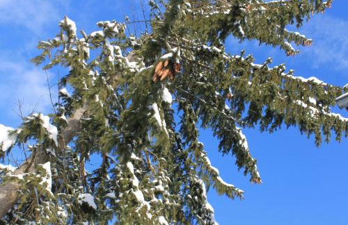 Ferienwohnungen Ludwigsthal - Foto 15