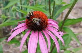 Healing Acres - Foto 46