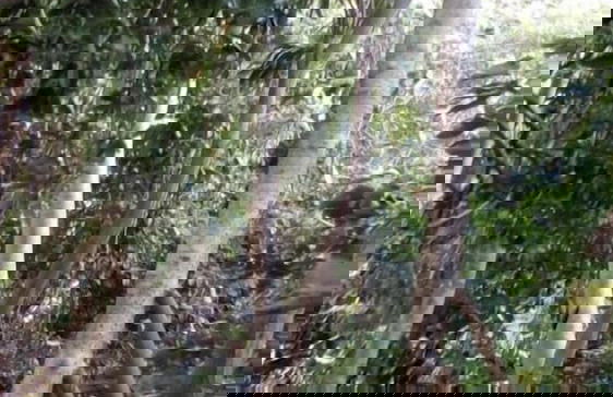 Mahun on the Lagoon Bungalows - Photo 13