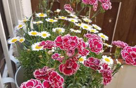 Apt Oasis LuxuryRentalsMurcia - Foto 13