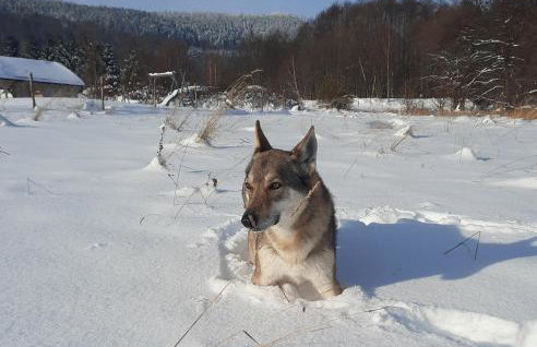 Domek Ostoja - Foto 79