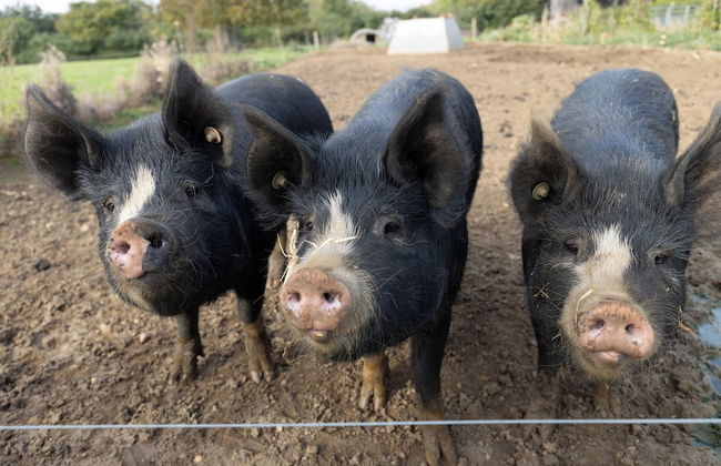 Dawn Chorus Holidays - Foto 23