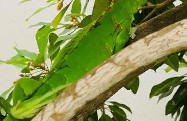 Large house with pool, barbecue and garden - Foto 18