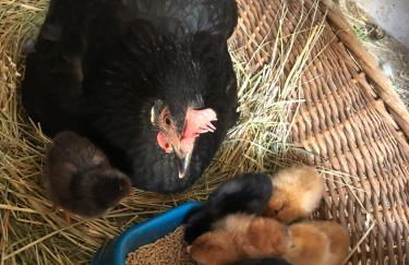 Ferienhof Morich - Urlaub auf dem Bauernhof im Harz - Foto 35