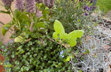 Wohnung auf dem Lande - Foto 27