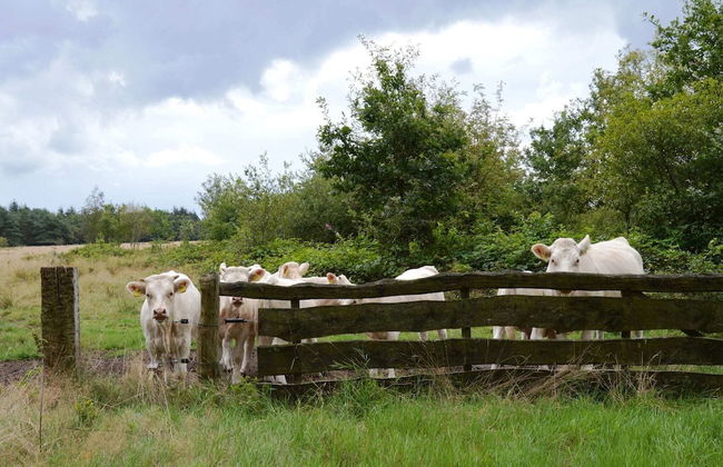 Beautiful Farmhouse in Wapse With Fenced Garden - Photo 9