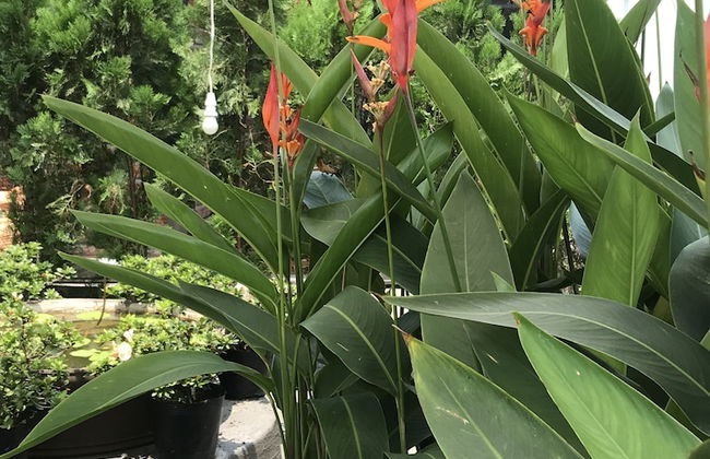 Ngoi House - Foto 32