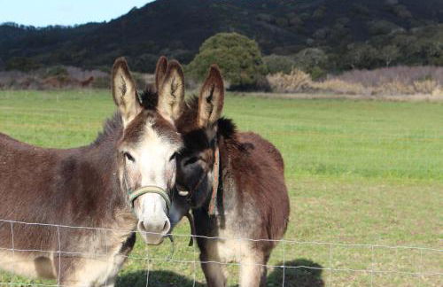 Casa Marreiros Holiday Home - Photo 33