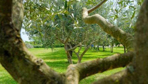 Uliveto Apartment - Foto 4