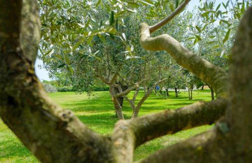 Uliveto Apartment - Foto 4