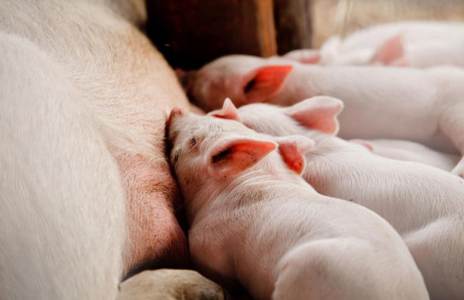 Agriturismo Archelao - Photo 18