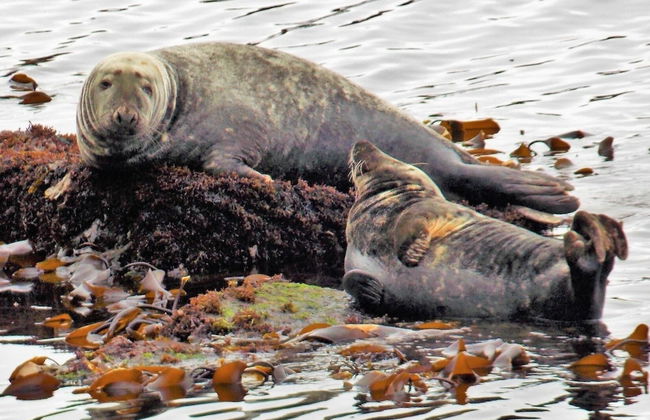 Pew With a View - Seafront Cottages - Foto 47