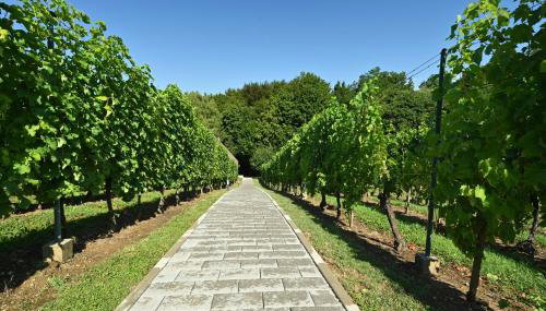 The Cozy Chalet - Foto 4, Garden
