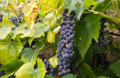 Le Cosy - Domaine du Vertendre - Foto 25