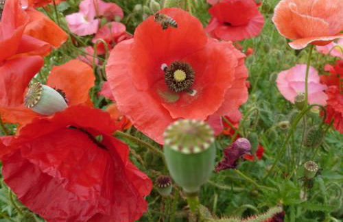 Ferienwohnung im Ostseebad Schönberg nahe Schönberger Strand Ostsee Self-Check-in - Foto 19