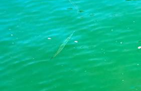 Praia do engenho sweet home - Foto 32