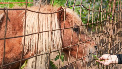 Il Nido di Erin - Foto 4