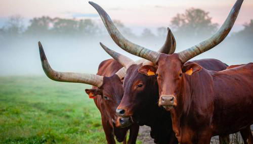 Parc animalier des Clautres - Maison Roulottes Tente - Foto 5