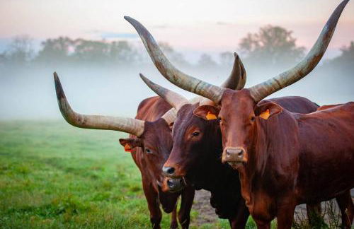 Parc animalier des Clautres - Maison Roulottes Tente - Photo 5