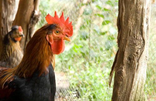 O Chardinet d'a Formiga - Foto 24