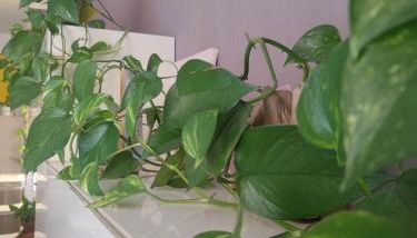 Dalla Spiaggetta a Quinto - Foto 3