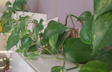 Dalla Spiaggetta a Quinto - Foto 3