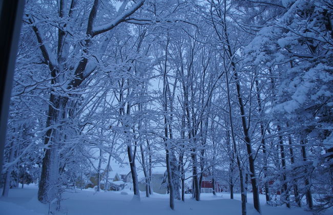 Phytoncide Morinokaori - Foto 31