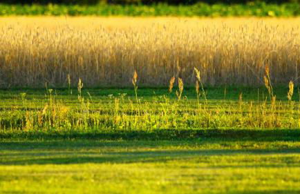 JANISCHs Fewo im Spreewald, Terrasse, großer Garten und Blick inklusive - Foto 49